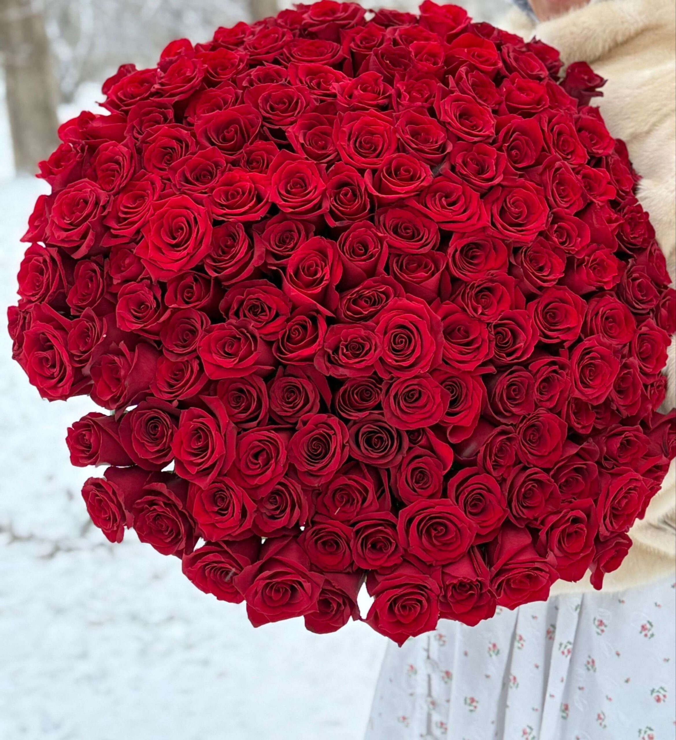 Красные Эквадорские розы 151 шт, арт. 759